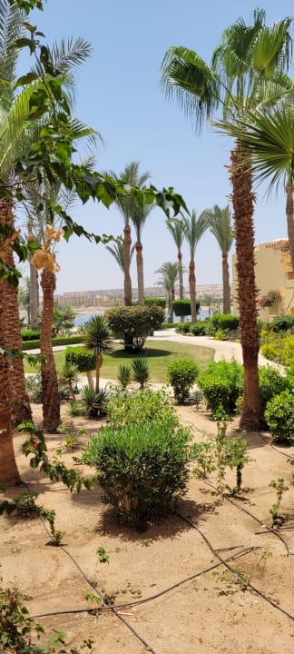 Gartenanlage Steigenberger Coraya Beach - Adults only