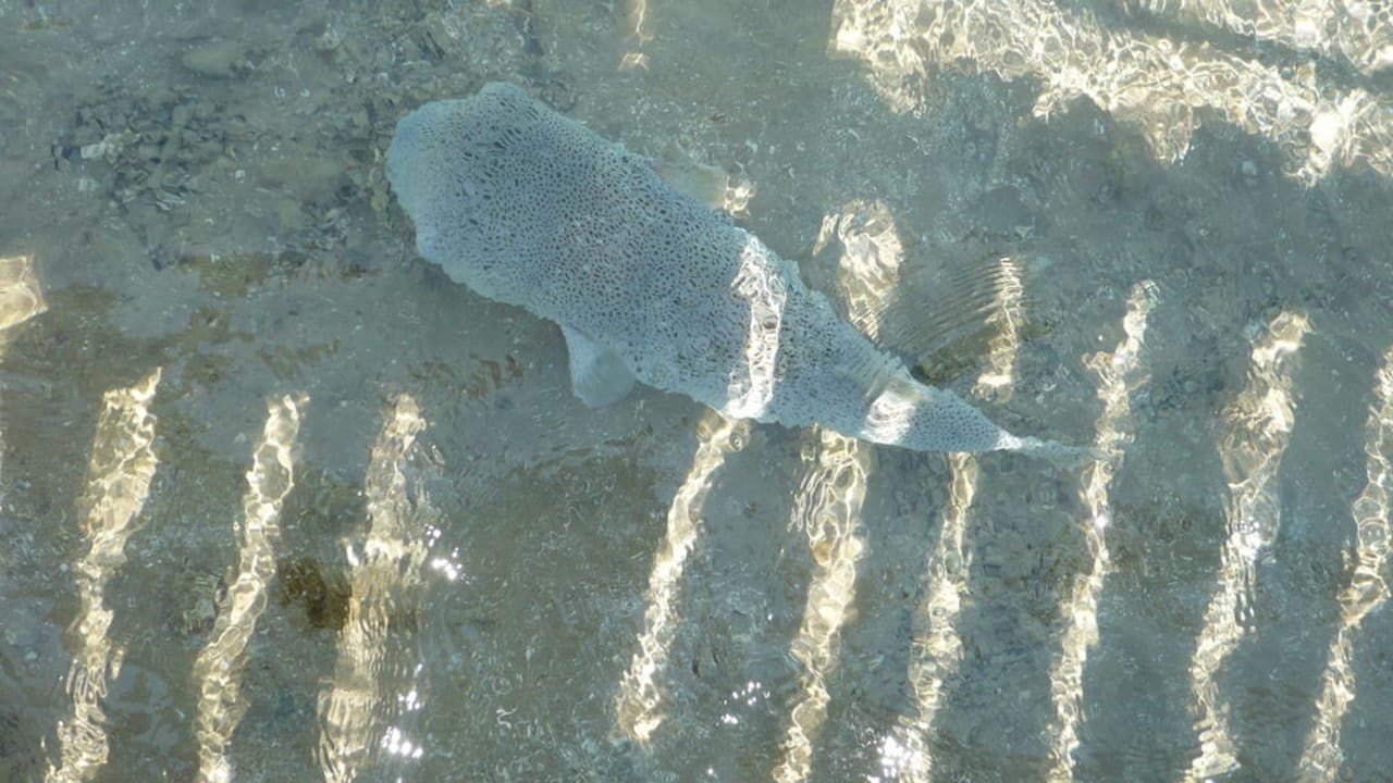 Grosser Fisch Stella Beach Resort & Spa Makadi Bay