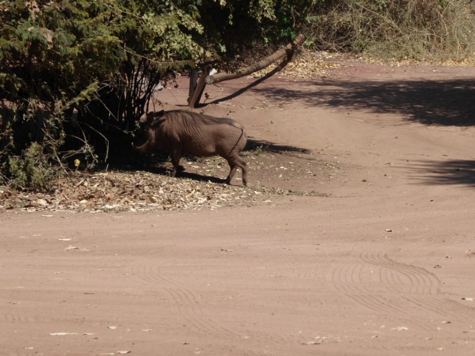 Sonstiges Hotel Chobe Safari Lodge