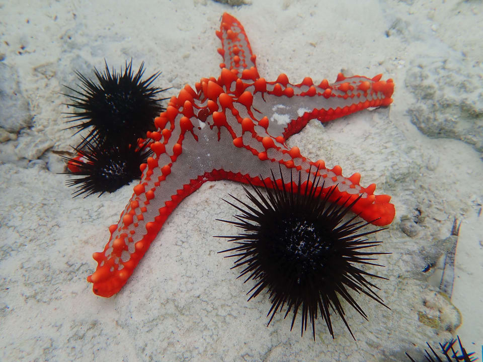 Strand Sultan Sands Island Resort & Spa