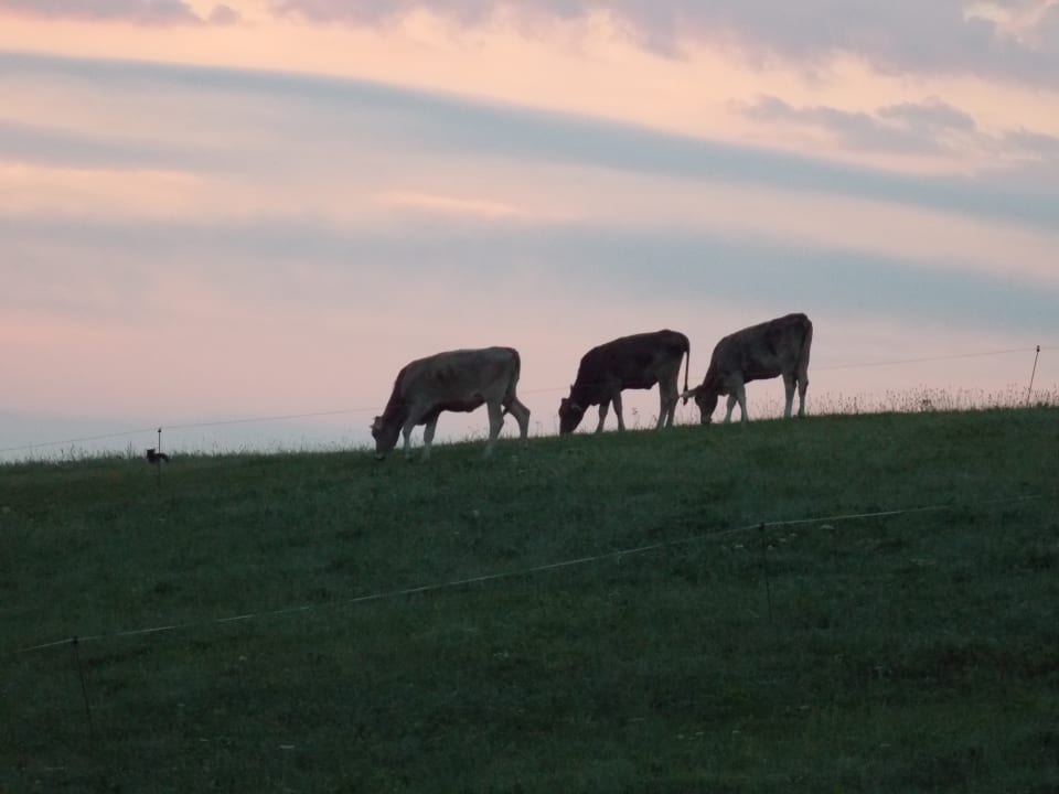 Sonstiges Ferienhof - Bauernhof Hefele