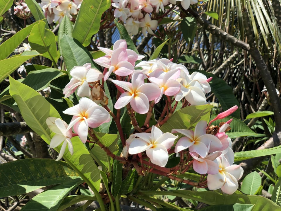 Gartenanlage Akumal Bay Beach & Wellness Resort