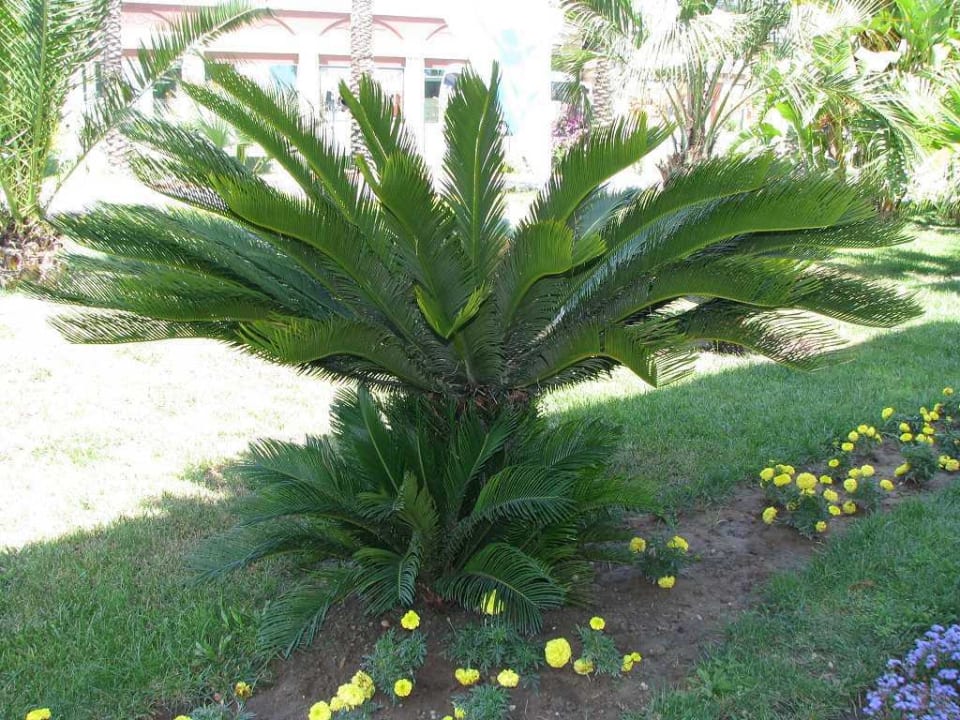 Hotelanlage TUI BLUE Palm Garden