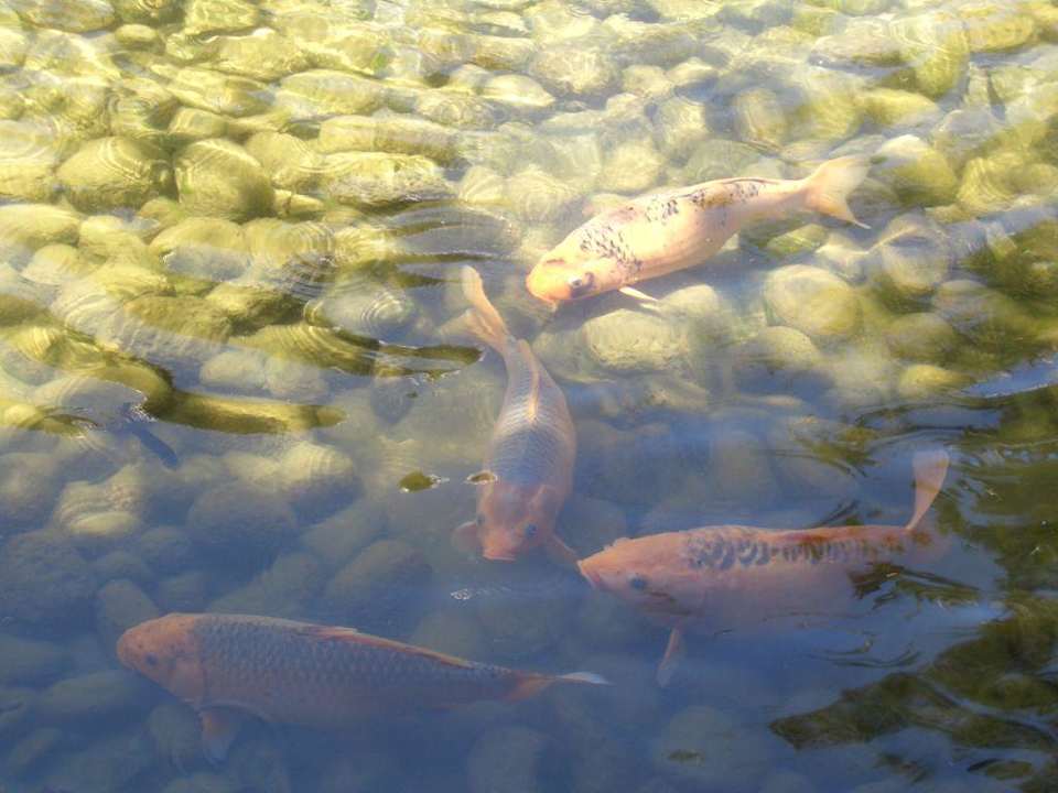 Gartenanlage Teich Paradisus by Melia Bali