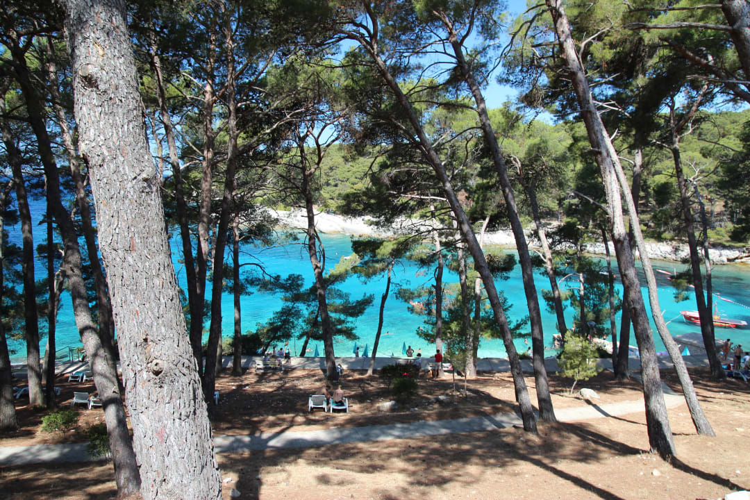 Pine trees between hotel and beach Hotel Aurora