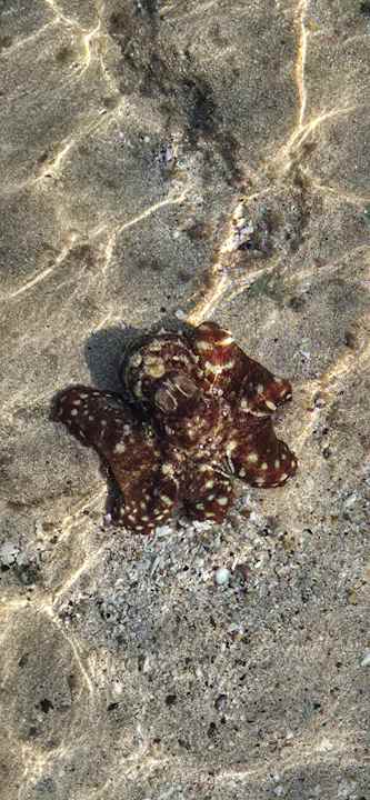 Strand JAZ Neo Reef Marsa