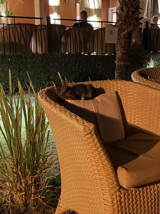 Gartenanlage Hotel Three Corners Ocean View prestige - Adults only