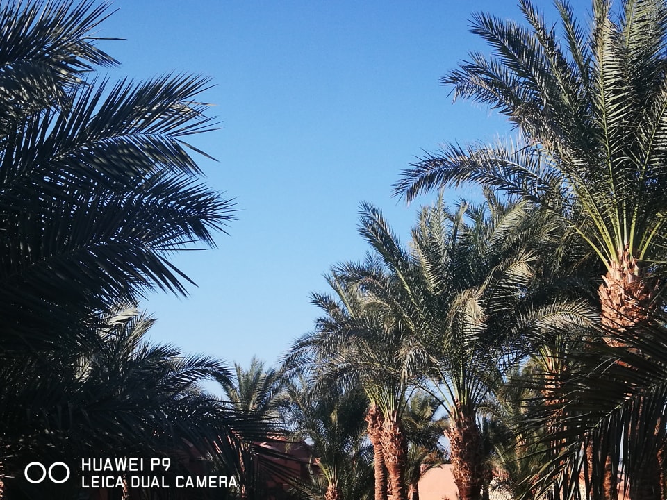 Gartenanlage Jaz Makadi Oasis Resort