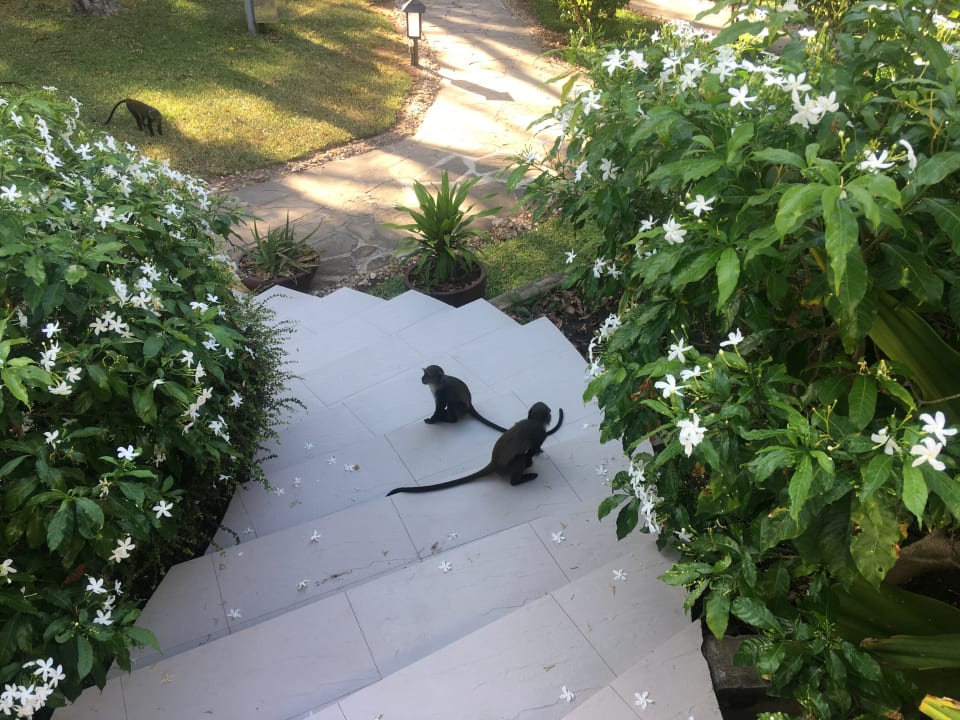 Monkyalarm Ocean Village Club