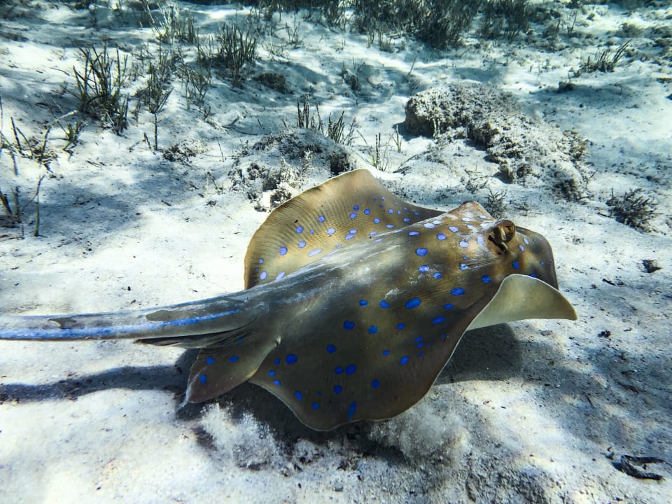 Strand Pickalbatros Sea World Resort - Marsa Alam