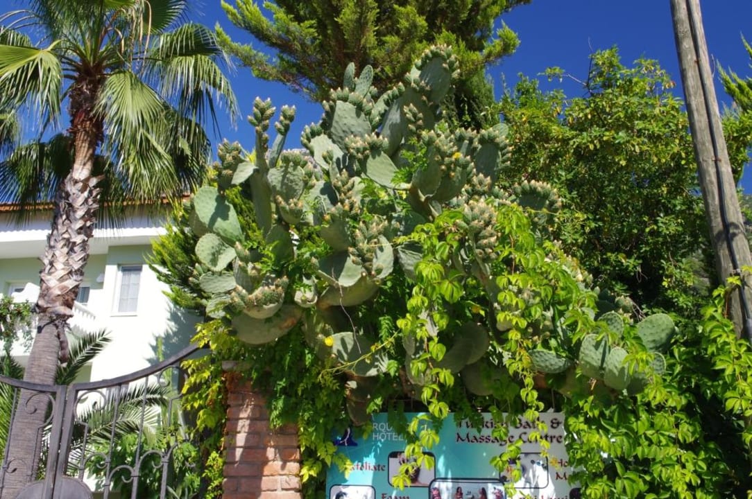 Bujna hotelowa roślinność! Ölüdeniz Turquoise Hotel