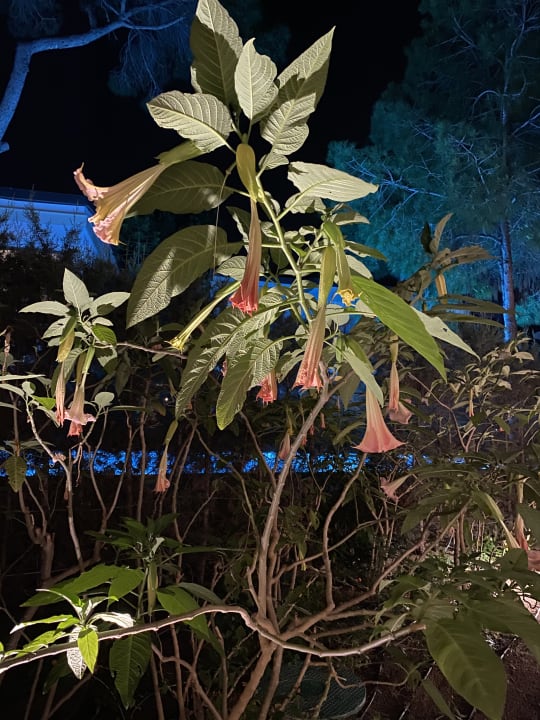 Gartenanlage Voyage Belek Golf & Spa