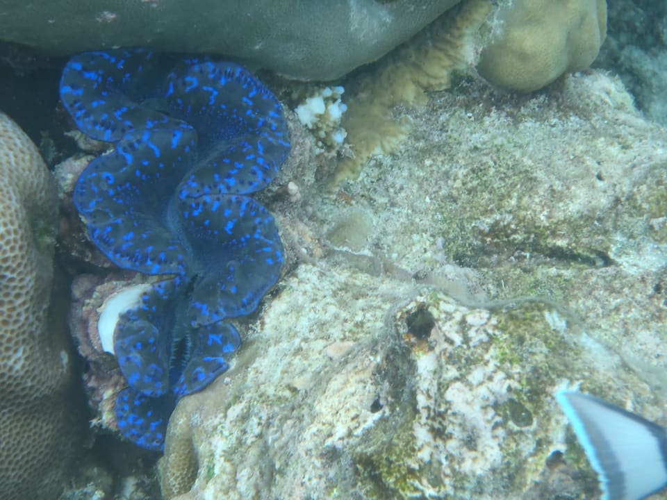 Unterwasserwelt Adaaran Select Meedhupparu Island Resort - Premium All Inclusive