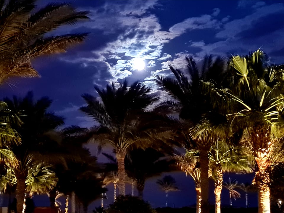 Gartenanlage Three Corners Sea Beach Resort