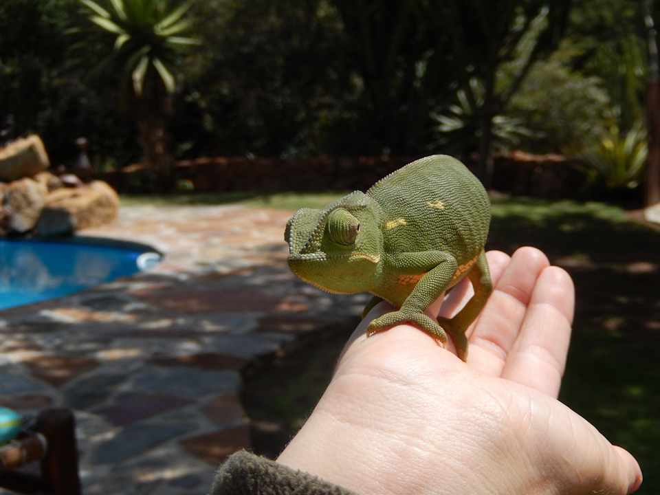 Ganz zahm und doch aus dem Busch gekommen Ant's Nest Lodge