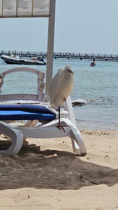 Strand Cleopatra Luxury Resort Makadi Bay