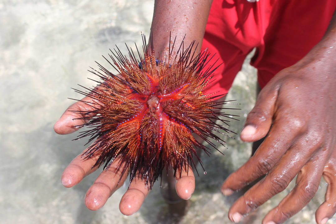 Seeigel Baobab Beach Resort & Spa