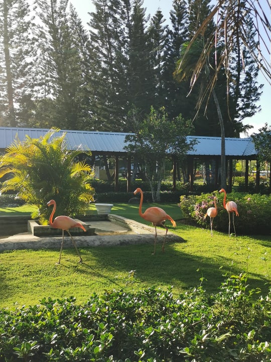 Gartenanlage Dreams La Romana Resort & Spa