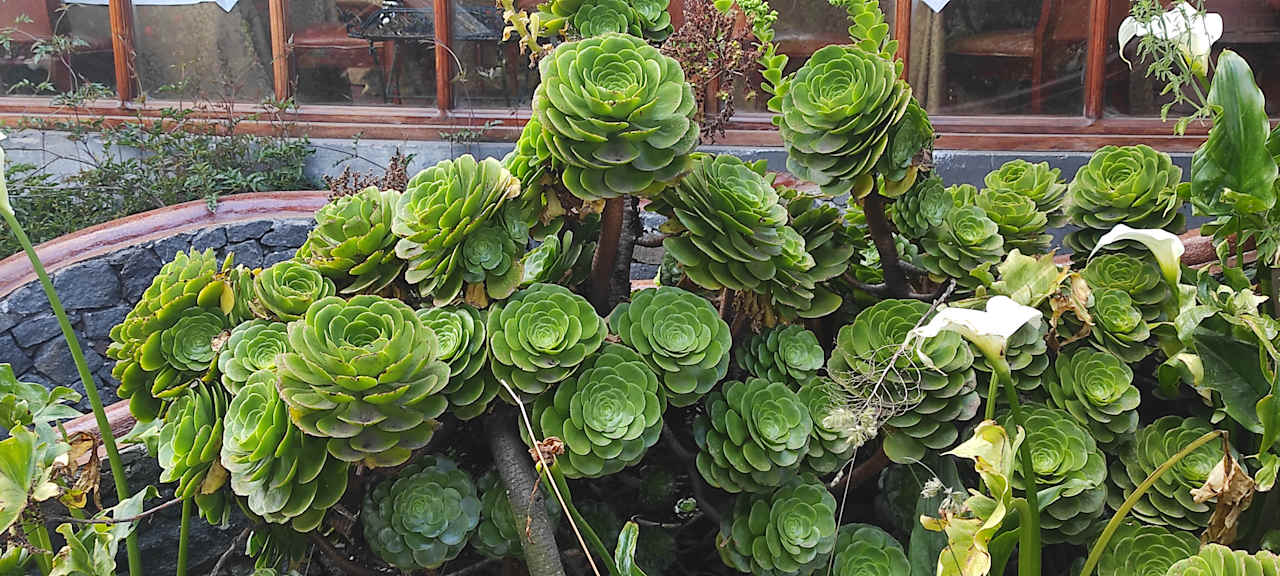 Gartenanlage Hostería La Andaluza