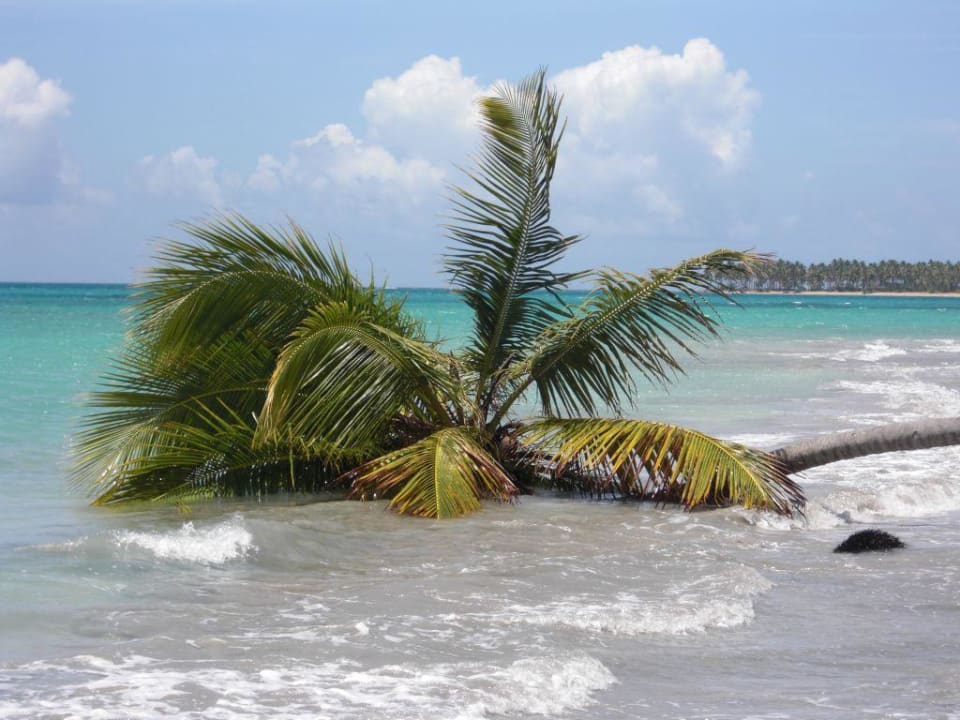 Palme Hotel Bahia Estela Caribe