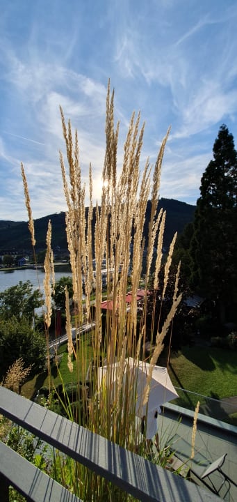 Ausblick Moselschlösschen Spa & Resort