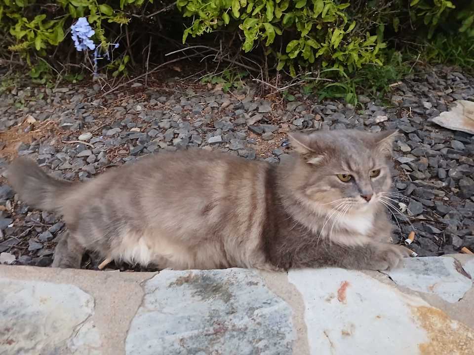 Pool Club Hotel Drago Park