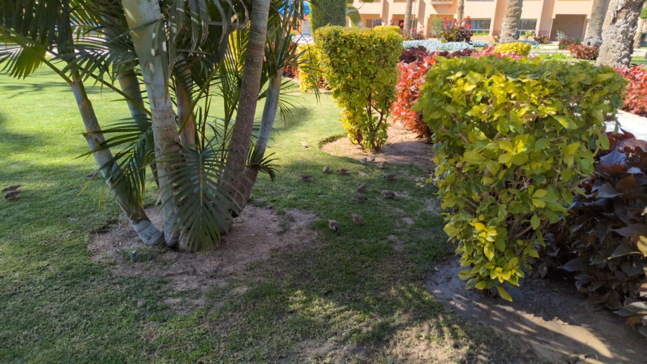 Gartenanlage Continental Hotel Hurghada
