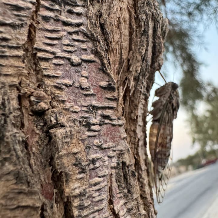 Sonstiges Afandou Bay Resort Suites