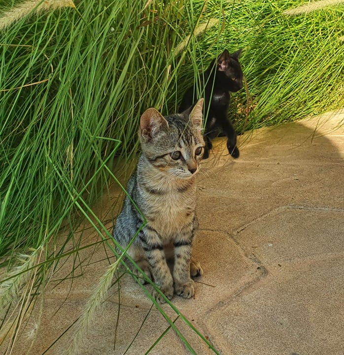 Sonstiges Shams Alam Beach Resort