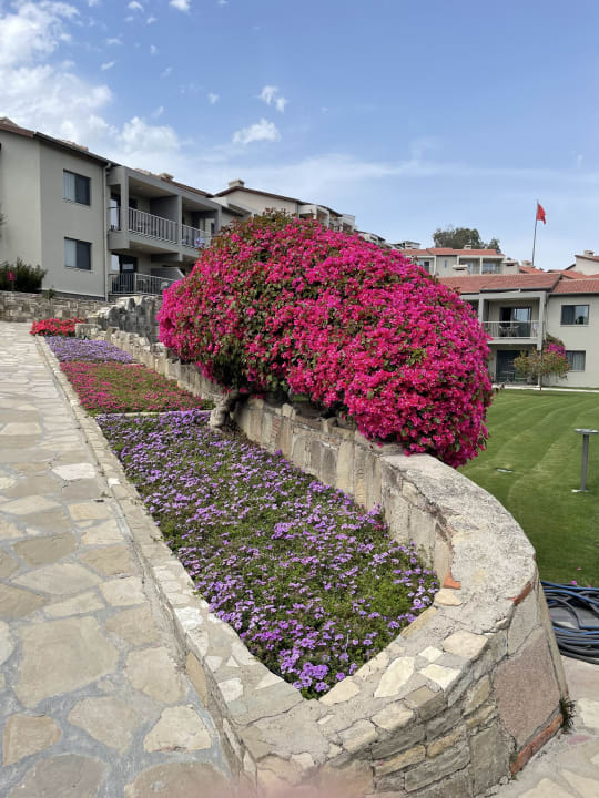 Gartenanlage Arum Barut Collection