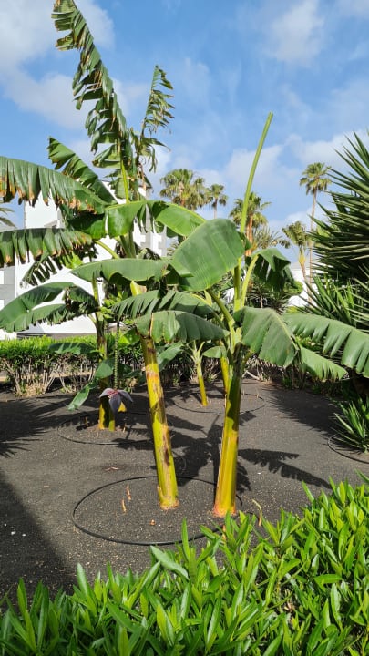 Gartenanlage Hotel Riu Paraiso Lanzarote