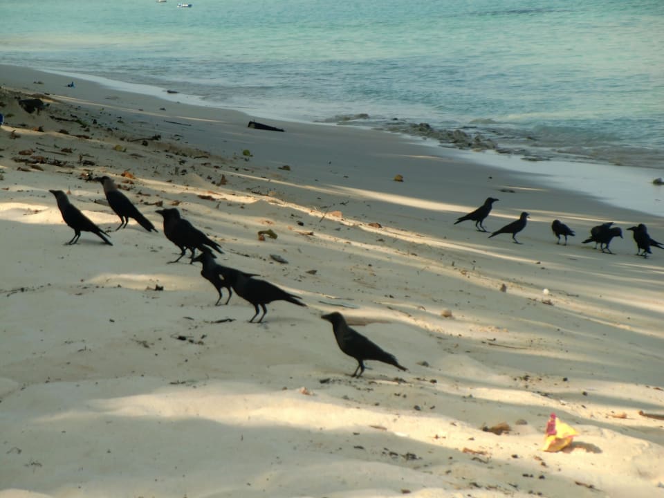 Krähengekrächze den ganzen Tag Sun Siyam Iru Fushi