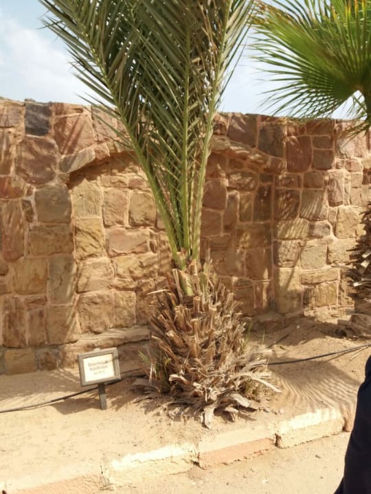 Gartenanlage Steigenberger Coraya Beach - Adults only