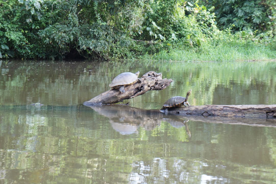 Sonstiges Evergreen Lodge Tortuguero
