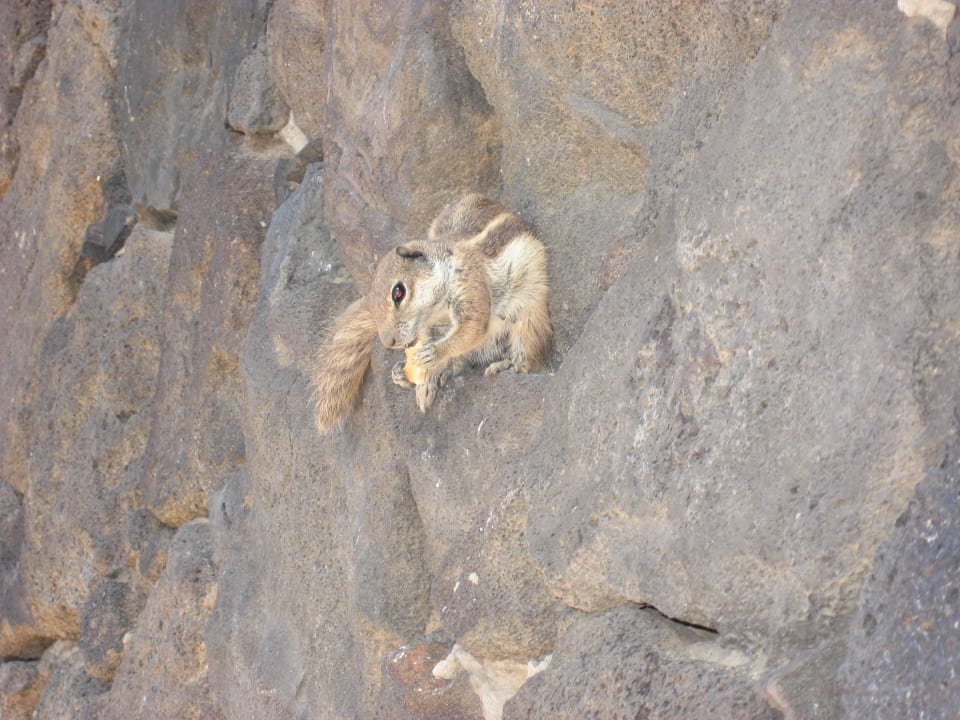  Streifenhörnchen Marina Playa Suite Hotel