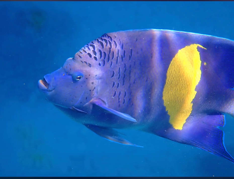 Gastro Serry Beach Resort