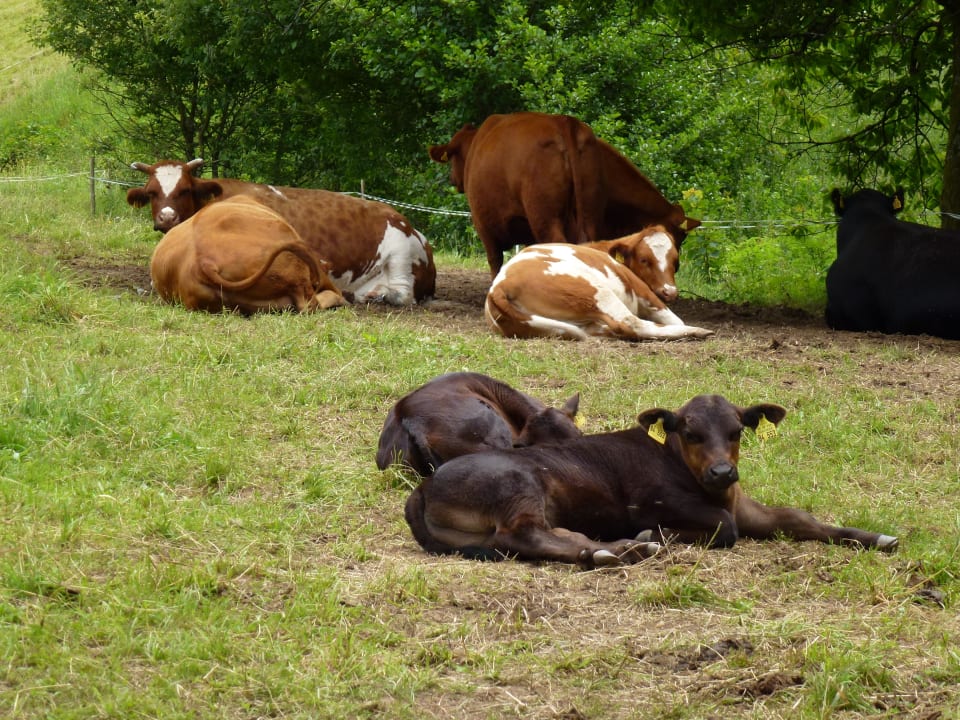 Natur pur Naturparkhotel Adler