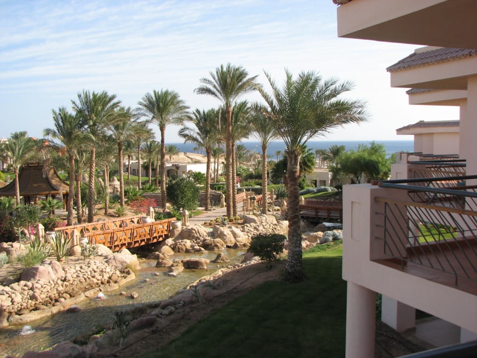 Widok z tarasu na palmy Parrotel Beach Resort