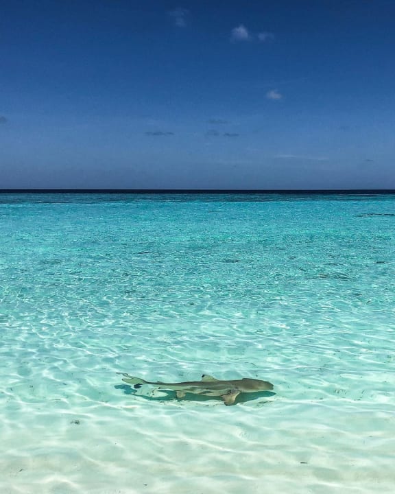 Ausblick Veligandu Maldives Resort Island