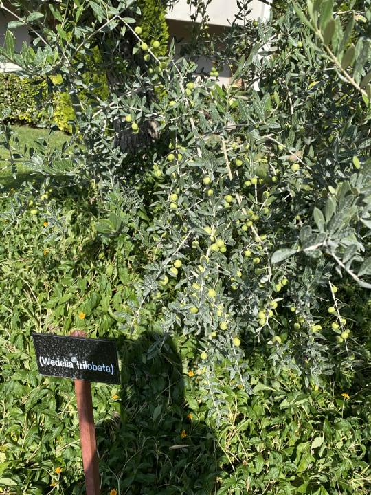 Gartenanlage Sunis Elita Beach Resort & Spa