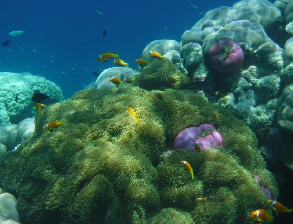 Sport & Freizeit NH Collection Maldives Havodda Resort