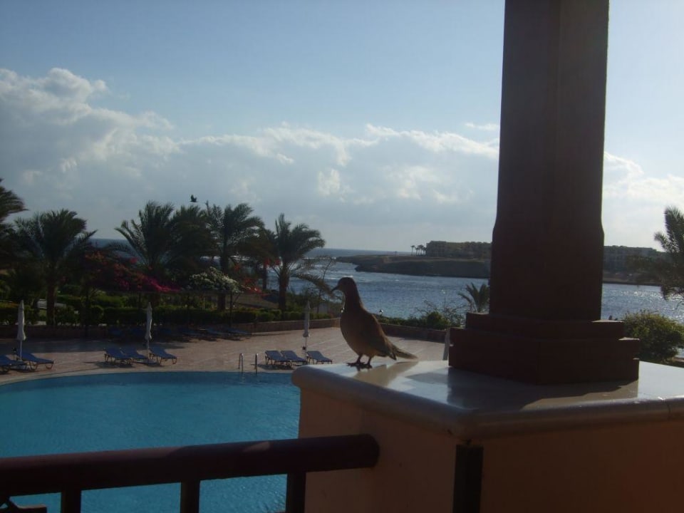 Besuch beim Frühstück Steigenberger Coraya Beach - Adults only