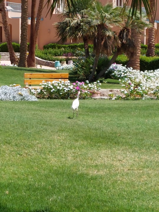 Gartenanlage Club Paradisio El Gouna, Red Sea