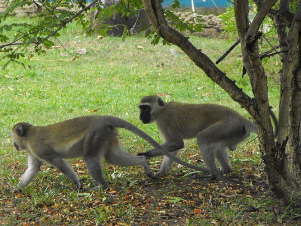 Affen in der Anlage Hotel Kenya Bay Beach