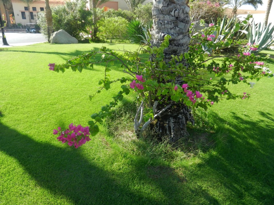 Herrlich Steigenberger Coraya Beach - Adults only