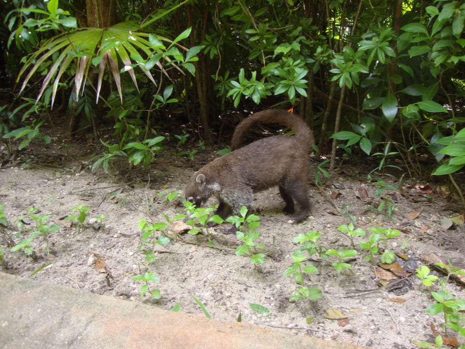 Hotel Catalonia Playa Maroma Catalonia Playa Maroma