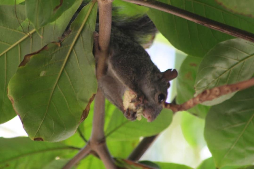 Eichhörnchen am Strand Hotel Riu Tequila