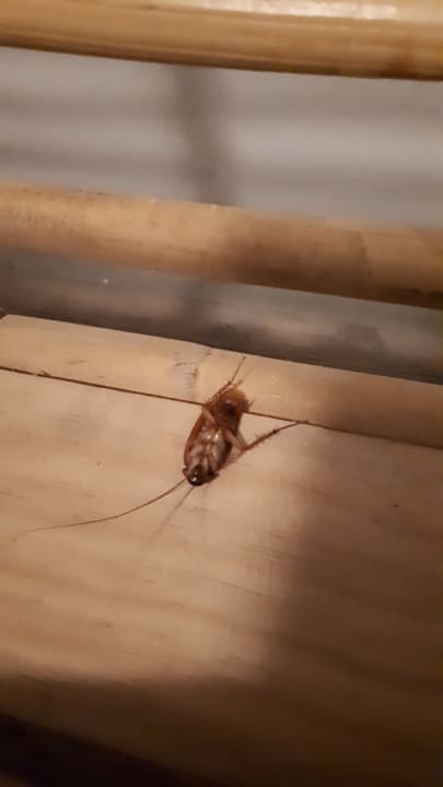 Zimmer Tropical Attitude - Adults only