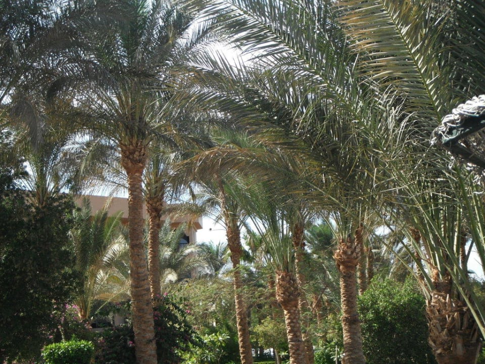 Palmenpracht Giftun Azur Resort