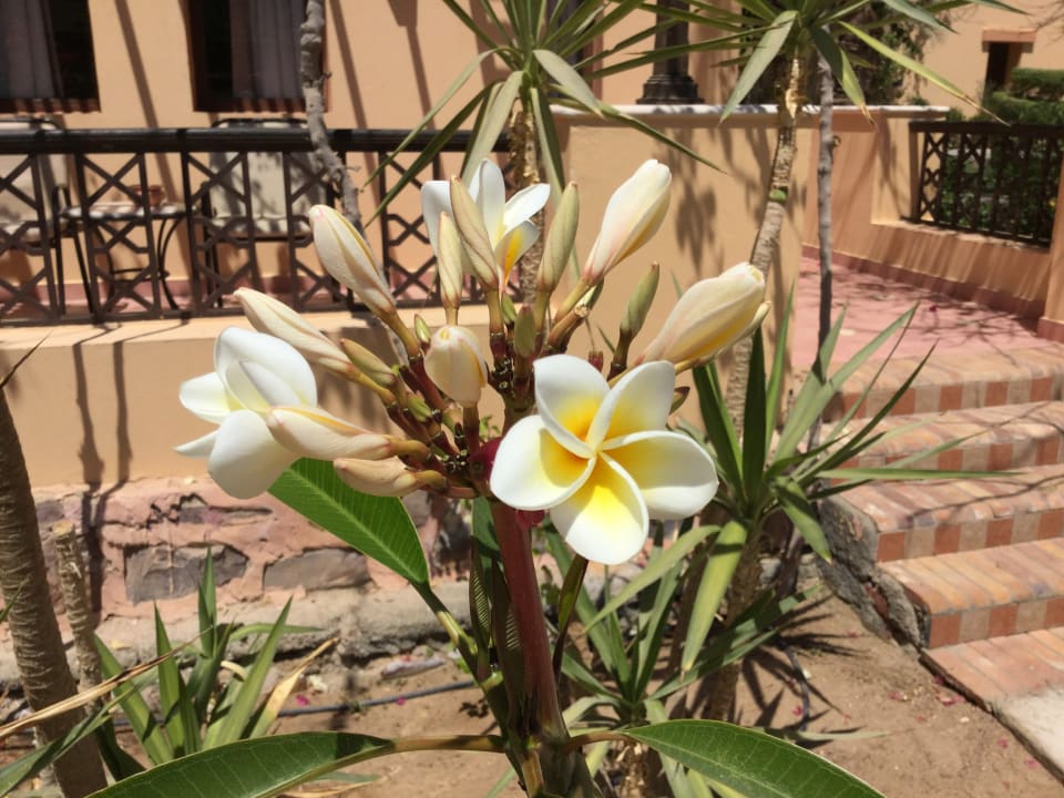 Gartenanlage Steigenberger Coraya Beach - Adults only